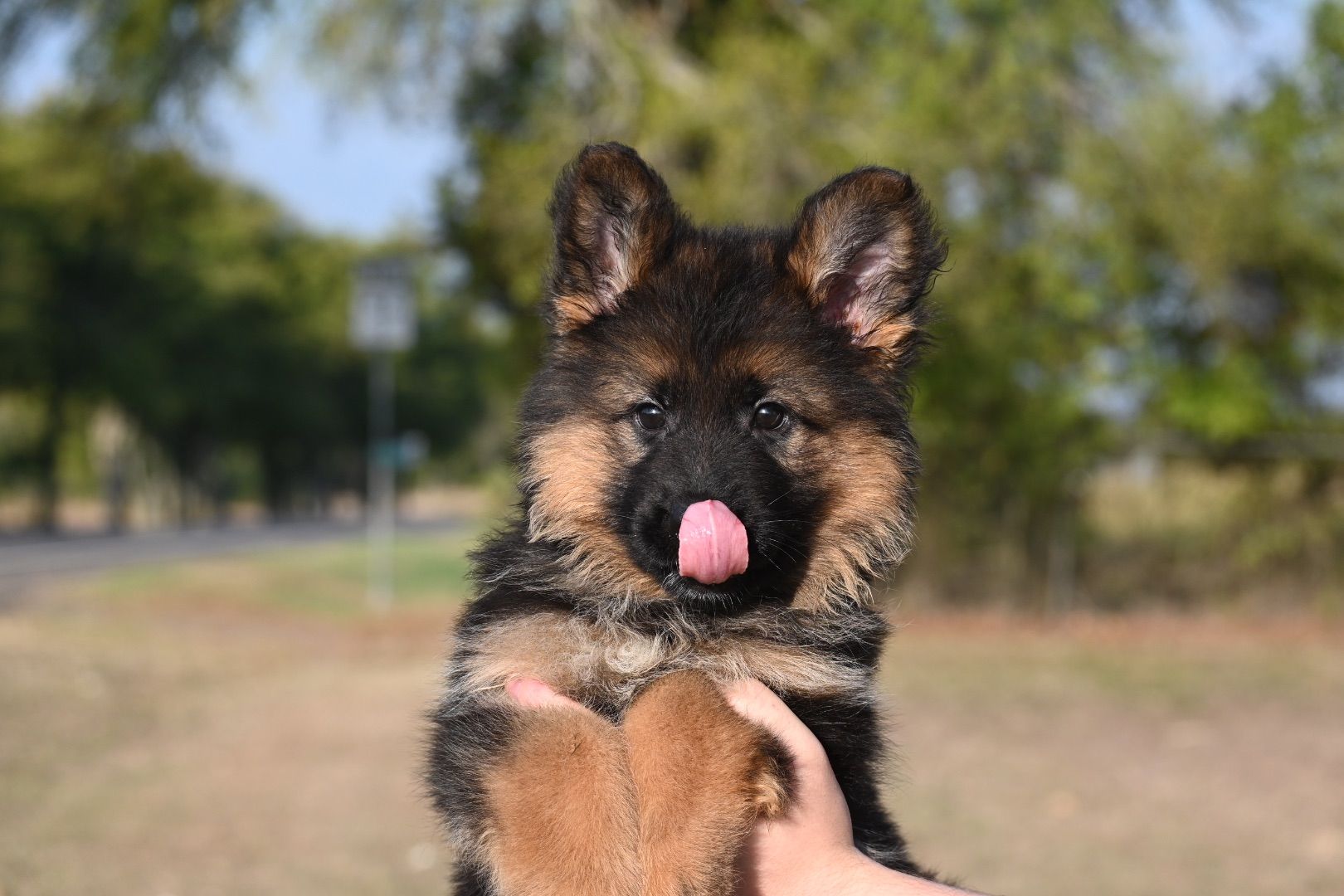 Tips For Raising A Happy German Shepherd Puppy